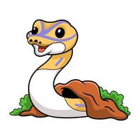 Cute banana pied ball python cartoon out from hole vector