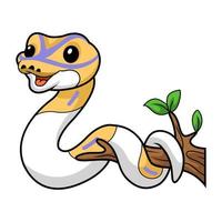 Cute banana pied ball python cartoon on tree branch vector