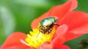 cetonia aurata även känd som rosenskav på den röda dahliablomman, makro video