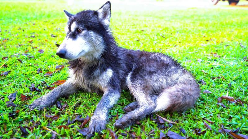 hond likken vacht, Siberisch schor schoon jezelf met uw tong Aan de groen gazon. 22362095 Stockvideo bij Vecteezy
