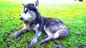 cane leccata pelliccia, siberiano rauco pulito te stesso con il tuo lingua su il verde prato. video