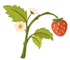 Strawberry branch.  Forest berries. Strawberries flowers and green leaves. Modern hand-drawn vector illustration clip art collection for web, print design