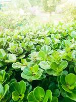 cerca arriba de Fresco mirsina africana hojas adecuado para un naturaleza antecedentes con un primavera y verano concepto foto