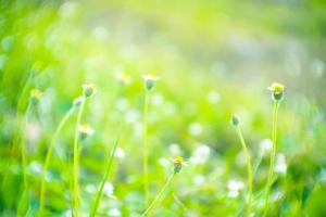 Blurred,Soft light and green fresh nature meadow grass flowers of bokeh background photo