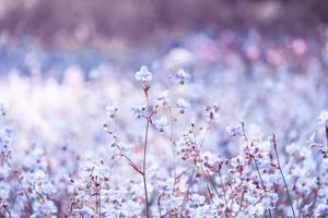 Purple flower blossom on field, Beautiful growing and flowers on meadow blooming in the morning.Soft pastel on nature bokeh background,vintage style photo