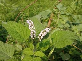 A plant with white flowers and green leaves in the background photo