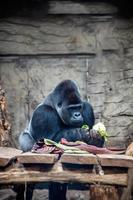 grande gorila durante un comida a el zoo foto