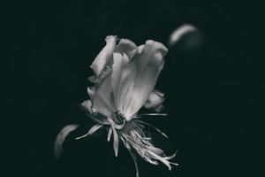 white peony on a dark background in closeup photo