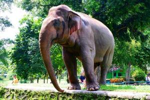 un elefante debajo el Dom foto