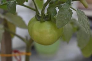 Green tomatoes on the plant photo