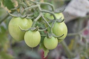 Green tomatoes on the plant photo