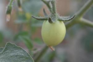 Green tomatoes on the plant photo