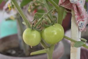 Green tomatoes on the plant photo