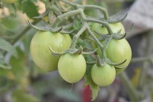 verde Tomates en el planta foto