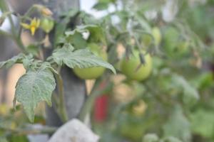 Green tomatoes on the plant photo