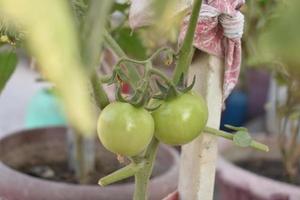 Green tomatoes on the plant photo