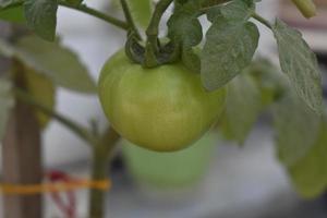 Green tomatoes on the plant photo