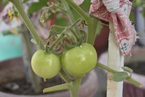 Green tomatoes on the plant photo