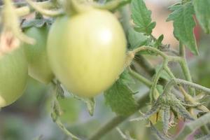 Green tomatoes on the plant photo