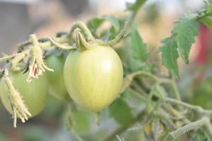 Green tomatoes on the plant photo