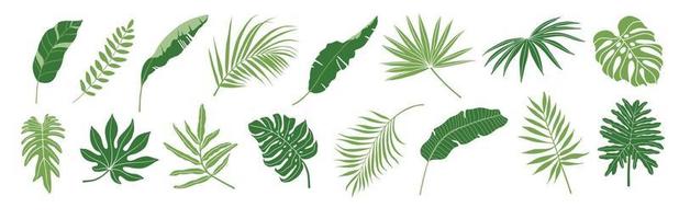 Tropical leaves vector set. Palm leaf, banana leaves, coconut leaf, monstera, fern and Jungle leaves