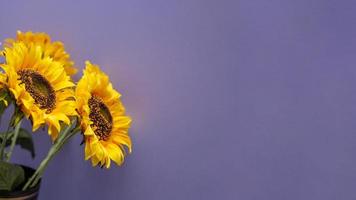 girasoles son en un florero con un púrpura antecedentes foto