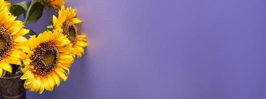 girasoles son en un florero con un púrpura antecedentes foto