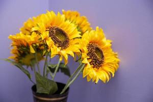 sunflowers are in a vase with a purple background photo