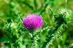 Beautiful growing flower root burdock thistle on background meadow photo