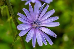 Beauty wild growing flower chicory ordinary on background meadow photo