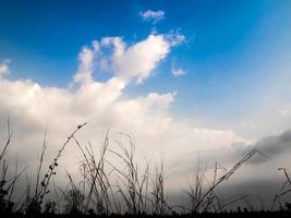 Silhouette blade of grass and the vivid color of light of the evening sky photo