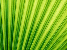 Texture on backside surface of palm leaf, green background photo