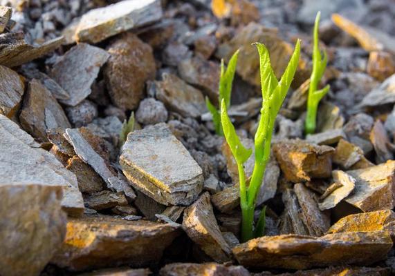 Buds of morning glory sprout up rocky mound