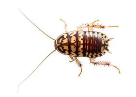 Cockroach on white background photo
