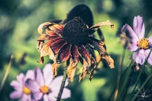 verano flor en el calentar Dom en un natural ambiente de el jardín foto