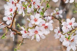 A close up of a cherry blossom tree with pink flowers photo