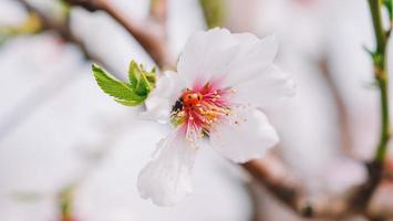 A ladybug on a flower with pink petals photo