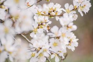 A branch with white flowers and green leaves with the word cherry on it photo