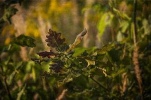 autumn colored oak leaves on a green background close-up outdoors, photo