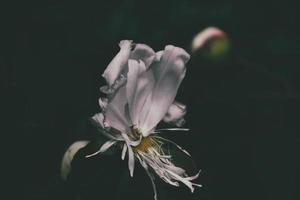 blanco peonía en un oscuro antecedentes en de cerca foto