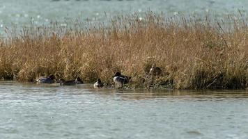 Asian Teal ducks calmly enjoying a rest photo