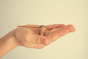 autumn acorn held in the palm of a child photo