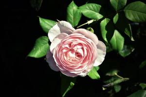blooming pink rose in natural habitat on the background of green leaves photo