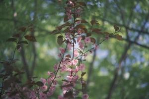 Pink and white peach blossoms on a peach tree photo