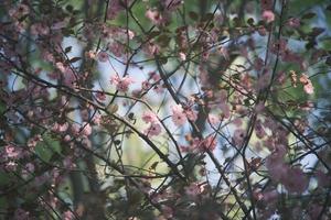 Pink and white peach blossoms on a peach tree photo