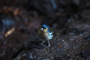 Common chaffinch Fringilla coelebs sitting on a stone photo