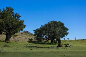 grupo de turistas caminando cerca solitario árbol en el excursionismo camino foto