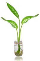 Dieffenbachia plant leaves in a glass vase. White dots and stripes on the leaf isolated on white background. Tropical ornamental plant foliage photo