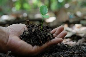 Green plants start growing from seed in organic soil in farmer's hands photo