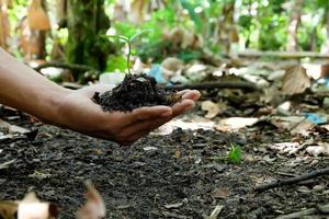 Green plants start growing from seed in organic soil in farmer's hands photo